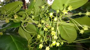 Image result for Tephrosia tanganicensis