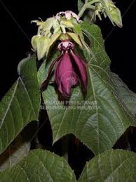 Click to play the pronunciation audio Kapas Hantu Forestry Department Peninsular Malaysia