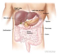 It appears reddish brown in appearance because of the immense amount of blood the liver is located in the upper right quadrant of the abdominal cavity, right below the diaphragm. Liver Cancer Cdc