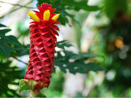 Costus Barbatus Spiral Ginger World Of Flowering Plants Flowers Plants Flower Seeds