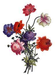 Vintage Images Archives Page 27 Of 34 The Graffical Muse Flower Illustration Flower Bouquet Drawing Flower Drawing