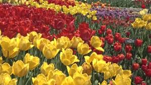 They are owned by a bank or a lender who took ownership through foreclosure proceedings. Landscape Arboretum To Reopen All Trails Gardens Friday Kare11 Com