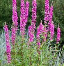 Image result for Lythrum