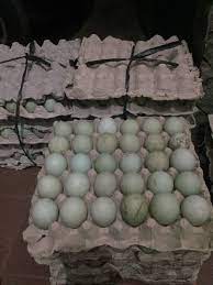 Scopri ricette, idee per la casa, consigli di stile e altre idee da provare. Jual Supplier Telur Bebek Mentah Rizky Pahlevi Agromaret