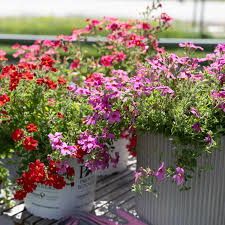 Image result for Jamesbrittenia integerrima