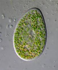 Protozoa Wikipedia