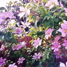 Its average texture blends into the landscape, but can be balanced by one or two finer or coarser trees or shrubs for an effective composition. Clematis Comtesse De Bouchaud Online Kaufen Clematisonline De