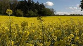 Image result for what are the yellow weeds in farm fields