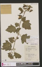 Image result for Hugonia platysepala