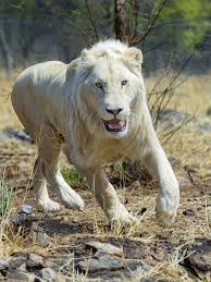 Happy Running White Lion White Lion Rhino Animal Animals