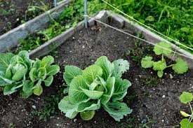Check spelling or type a new query. How To Grow Cabbage
