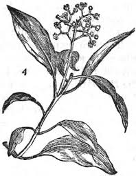 Image result for Oldfieldia macrocarpa