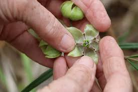 Image result for Sisyranthus imberbis