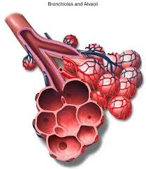 Bronchioles And Alveoli In 2020 Human Body Lesson Plans Biology Diagrams Human Body Lesson