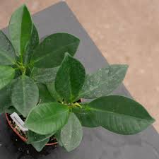 Image result for Grewia microcarpa