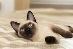 Cat Breeds That Stay Small - Pet Central by Chewy