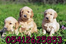 Yavru Golden Ilanlari 05412625843 Golden Retriever Retriever Kopek