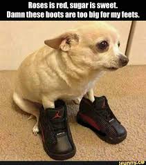Da Boots And Dat Face Doe Funny Animal Quotes Funny Dog Pictures Funny Dogs