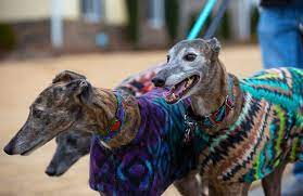 Here are some tips on finding greyhound sheets like when you find a greyhound product that you may want, click on the. Thousands Of Greyhounds Are About To Need Homes These Owners Say They Re The Perfect Dog Forsyth News