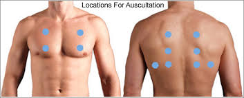 Thorax Lungs Auscultation