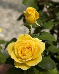 Ch Ching Hybrid Tea Rose Hybrid Tea Roses Tea Roses Beautiful Rose Flowers