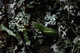 Image result for Bolusiella iridifolia