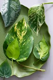 Let them dry out between waterings. August 2018 Devil S Ivy Houseplant Of The Month Flower Council