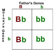Punnett, who devised conclusions and analysis. How To Complete The Punnett Square