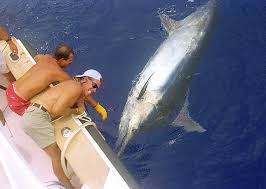 Maybe you would like to learn more about one of these? Mimpi Memancing Ikan Dan Menangkap Udang Arti Mimpi