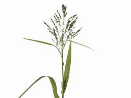 Image result for Panicum miliaceum