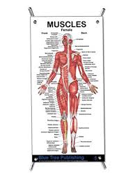The muscles of the pelvis, hip and buttock anatomical chart shows how each muscle in this area of the body works with the others, and the various minor systems within the major ones. Female Muscle Chart Diagram Diagram Design Sources Layout Piano Layout Piano Nius Icbosa It