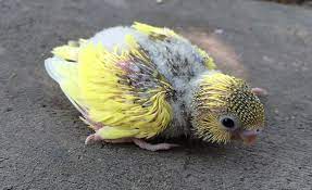 Budgie Lifecycle Biology And Lifecycle Budgies Guide Omlet Uk