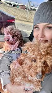 Groomers disasters…