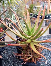 Image result for Aloe dawei