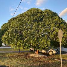 Image result for Filicium decipiens