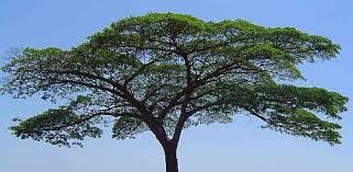 Image result for Albizia adianthifolia