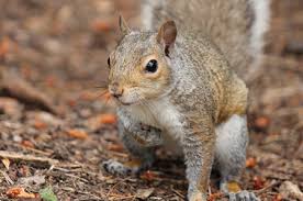 Fox pest control technicians also complete extensive training in the classroom and on the job with an experienced mentor before servicing alone. Old School Pest Control Pest Management In Saratoga County Ny