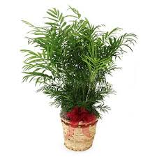 Obituary information for Bonnie J. Bridges