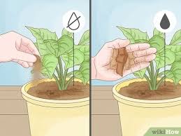 Fall cover crops plays a vital role in developing and keeping garden soil beds full of rich organic matter. 4 Ways To Revive A Plant Wikihow