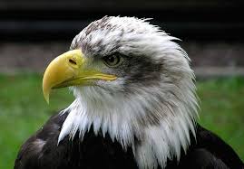 Birds Of Prey Trailer Song Name Free Image On Pixabay Bald Eagle Adler Raptor Bird Bald Eagle American Flag Sticker Eagle