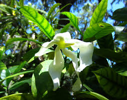 Image result for Tabernaemontana pachysiphon