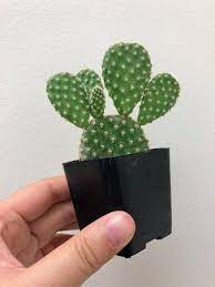 And should they always be exposed to direct sunlight? Mickey Mouse Cactus Bunny Ears Cactus Opuntia Microdasys Angel Wing Cactus Bunny Ear Cactus Angel Wings Cactus Cactus