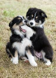 Birds And Animals Razzle Buzz Border Collies Cute Animals Cute Baby Animals Dogs And Puppies