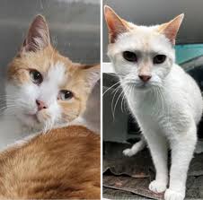 Adopting 2 senior dogs in great health