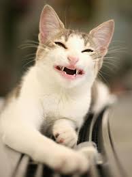 Very Interesting Post Top 40 Funny Cats Also Dompist Som Lot Of Interesting Things On Funny Cat Smiling Animals Funny Cute Cats Funny Cats