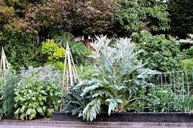 Growing Cardoon Plants In Your Yard Plants Cardoon Border Plants