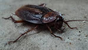 Cockroaches are undoubtedly the most heinous pest. Where Do Roaches Go In The Winter Action Pest Exterminating Charlotte Area Pest Control Company