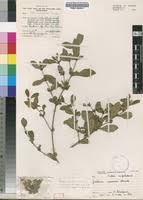 Image result for Justicia capensis