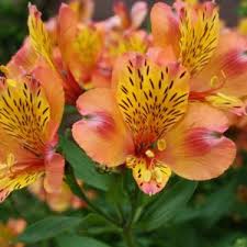 Image result for Alstroemeria pulchella