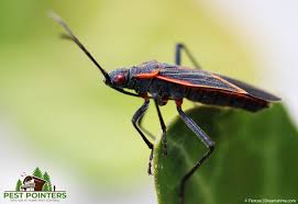 Jan 09, 2019 · stick it where you see lots of pest activity and see if you can trap any. Do Boxelder Bugs Bite 10 Wild Facts About Boxelder Bugs Pest Pointers Tips For At Home Pest Control